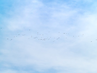 A flock of northern lapwing (Vanellus vanellus) flying in the cloudy sky