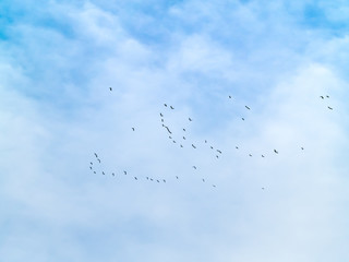 A flock of northern lapwing (Vanellus vanellus) flying in the cloudy sky