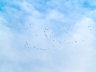 Fototapeta premium A flock of northern lapwing (Vanellus vanellus) flying in the cloudy sky