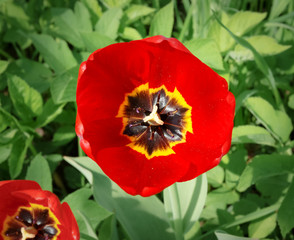 Beautiful tulip on the garden