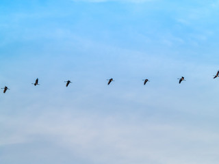 A flock of common cranes (Grus grus) flying in the cloudy sky