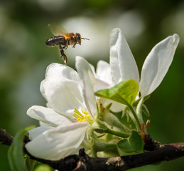 Bee on the flowers in the garden