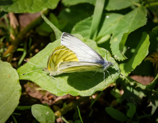 Couple of lovers - butterflies Pieris brassicae, the large white, also called cabbage butterfly, cabbage white, cabbage moth