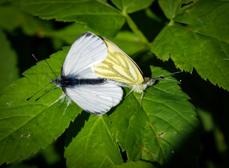 Couple of lovers - butterflies Pieris brassicae, the large white, also called cabbage butterfly, cabbage white, cabbage moth
