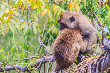 Warm hugging monkeys on treetop. Monkey family is hugging each other.