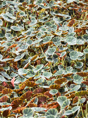 Begonia in the garden