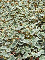 Begonia in the garden