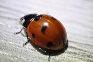 ladybug, ladybird, insect, bug, nature, macro, beetle, red, spring, animal, white, isolated, leaf, summer, grass, close-up, green, black, garden, beauty, detail, closeup, fly, plant, flower
