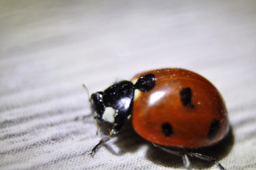 ladybug, ladybird, insect, bug, nature, macro, beetle, red, spring, animal, white, isolated, leaf, summer, grass, close-up, green, black, garden, beauty, detail, closeup, fly, plant, flower