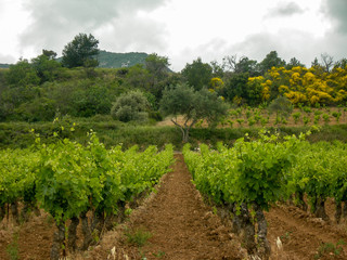 Fototapeta na wymiar vineyard in France