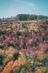 Red, orange, yellow and green aspen tree leaves cover a hillside. Autumn colors