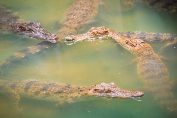 Young crocodiles are floating in the water at crocodile farm or alligator farm, an establishment for breeding to produce crocodile and alligator meat, leather, and other goods.
