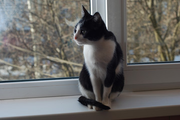 the cat at the window