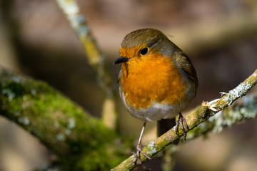 Robin Perched on a branch