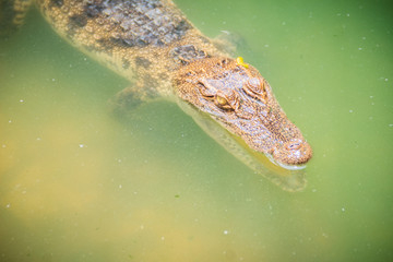 Crocodiles have acute senses that them eyes, ears and nostrils are located on top of the head, allowing the crocodile to lie low in the water, almost totally submerged and hidden from prey.