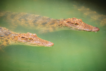 Young crocodiles are floating in the water at crocodile farm or alligator farm, an establishment for breeding to produce crocodile and alligator meat, leather, and other goods.
