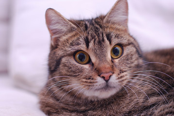 cat with yellow eyes