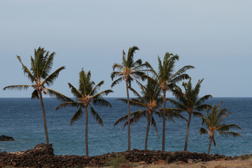 Fototapeta na wymiar Cool Breeze Blowing Coconut Palms in Hawaii