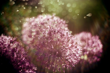 magic abstract nature background with alium flower macro. soft focus. Rainbow light effect. © lusyaya
