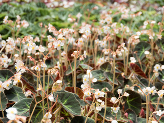 Begonia flowers in the garden