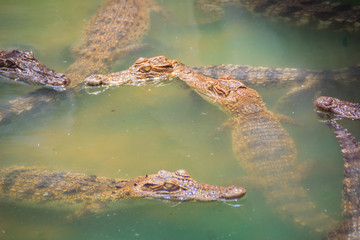 Young crocodiles are floating in the water at crocodile farm or alligator farm, an establishment...
