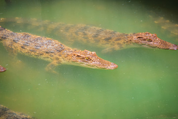 Young crocodiles are floating in the water at crocodile farm or alligator farm, an establishment for breeding to produce crocodile and alligator meat, leather, and other goods.