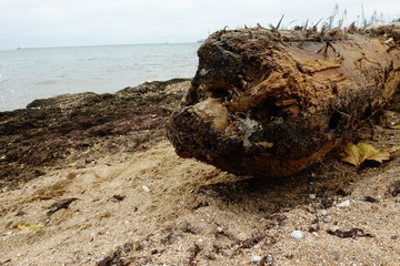 	Storm has thrown out an ancient mast on the sandy seashore.	Mast from the ancient sunk ship.