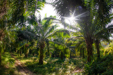 Abstract fisheye view of trees in a tropical forest