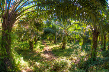 Abstract fisheye view of trees in a tropical forest