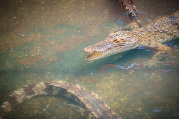 Young crocodiles are floating in the water at crocodile farm or alligator farm, an establishment for breeding to produce crocodile and alligator meat, leather, and other goods.