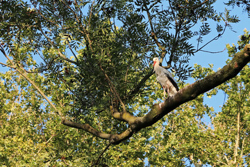 white stork perched on a big tree branch