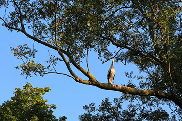 white stork perched on a big tree branch