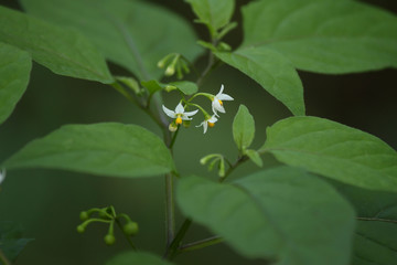 アメリカイヌホオズキ