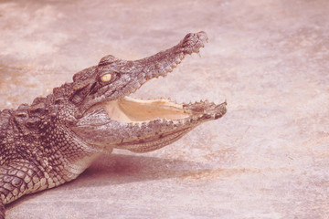 An angry crocodile is open jaws and ready to strike. A young crocodile is open mouth while resting at the farm. Commercial crocodile farming business is very profitable, but requires for 3 to 4 years.