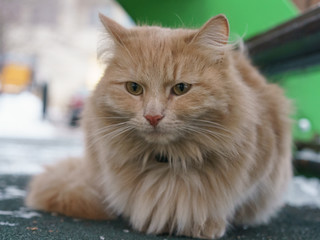 Portrait of the red cat at winter time in the city street  D