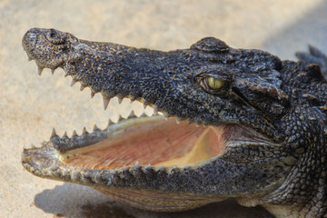 Fototapeta premium An angry crocodile is open jaws and ready to strike. A young crocodile is open mouth while resting at the farm. Commercial crocodile farming business is very profitable, but requires for 3 to 4 years.