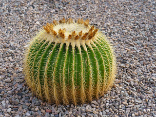 Image of the melocactus that finished blossoming