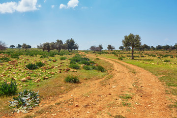 Sunny vanishing footpath among sunny growth on Avakas Gorge slopes.