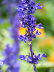 Lavender in the garden