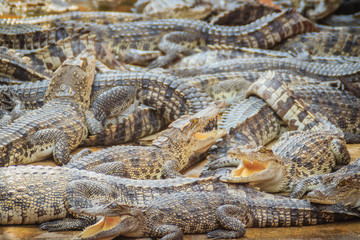 Group of many crocodiles are basking in the concrete pond. Crocodile farming for breeding and...