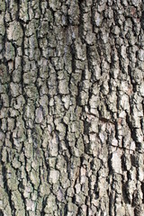 corteccia dell'albero - natura