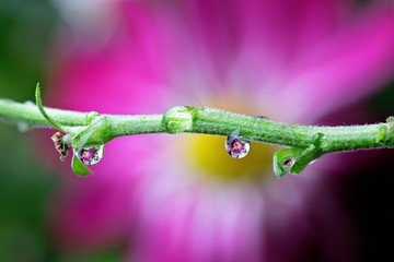 Green branch with drops of rain dew with reflection of flowers. Soft blurred floral background. Beautiful natural artistic image.