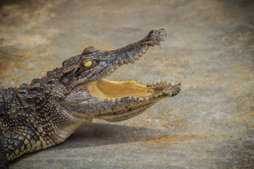 Fototapeta premium An angry crocodile is open jaws and ready to strike. A young crocodile is open mouth while resting at the farm. Commercial crocodile farming business is very profitable, but requires for 3 to 4 years.