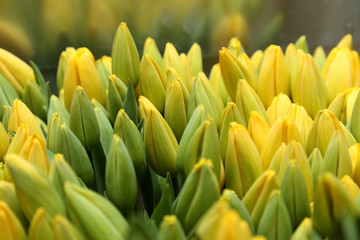 Bunch of tulips lying on storage shelf in florist store.