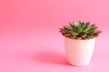 Beautiful succulent plant on color background, space for text
