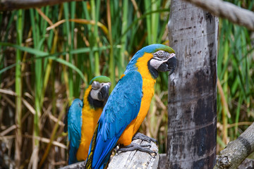 Macaw bird parrots sittng on tree branch