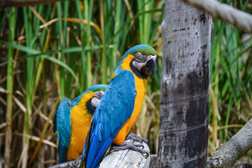 Macaw bird parrots sittng on tree branch
