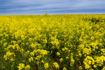 Obraz premium Large Rapeseed Field