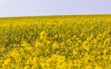 Rapeseed Field In Full Bloom
