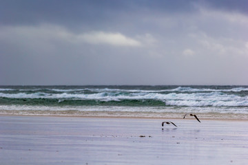 Low-Flying Seagulls Above The Oregon Beach 